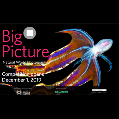 فراخوان عکاسی فراخوان مسابقه عکس BigPicture 2020