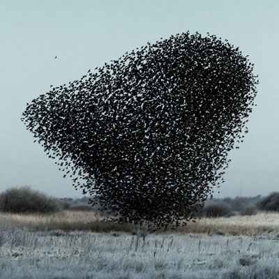 منتخب عکس‌های سورن سولکر؛ عکاس دانمارکی از پرواز دسته جمعی سارها